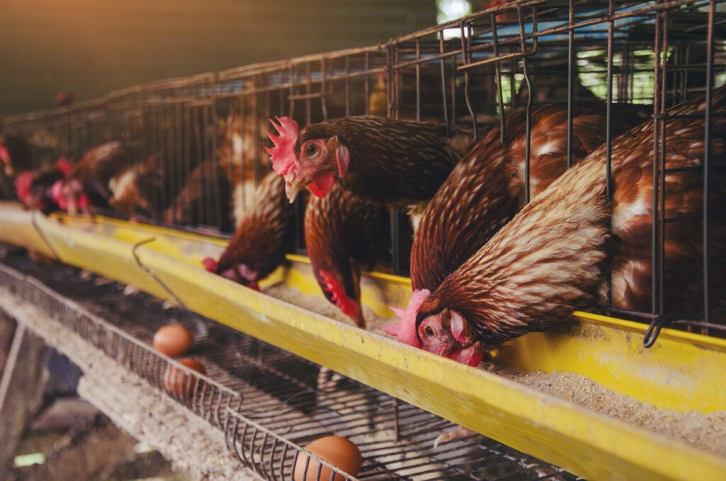 Egg-laying hens in an intensive farm