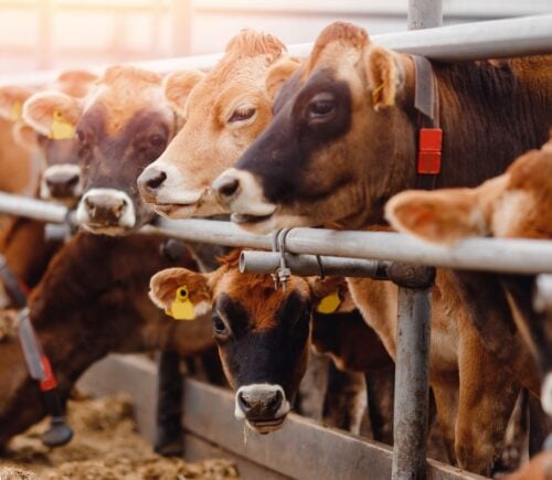 A group of cows in an industrial farm