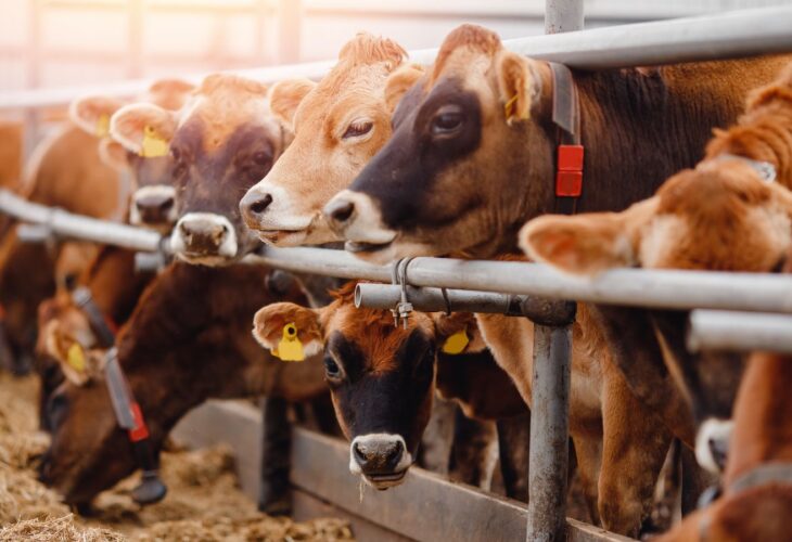 A group of cows in an industrial farm