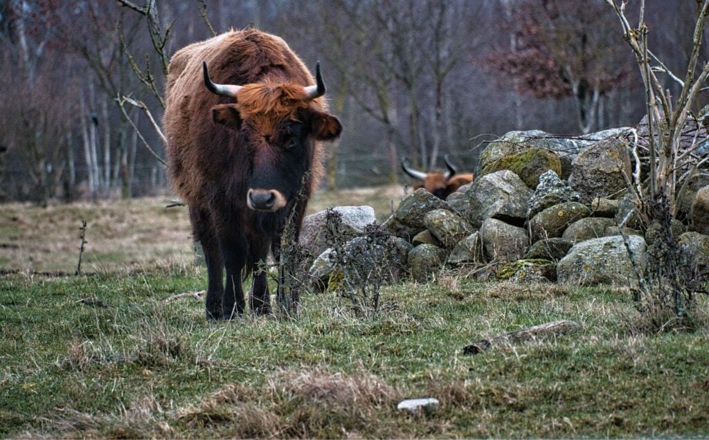 A Highland cow in Scotland
