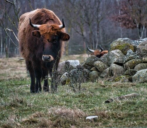 A Highland cow in Scotland