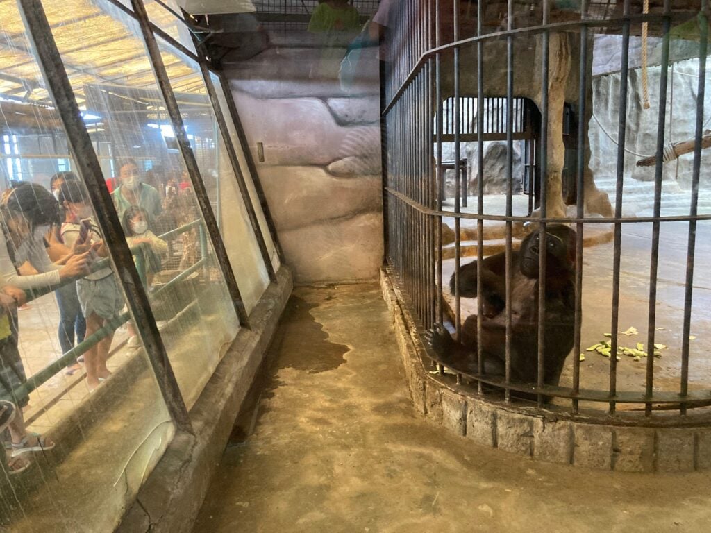 The 'world's loneliest gorilla' Bua Noi in shopping mall Pata Pinklao in Thailand