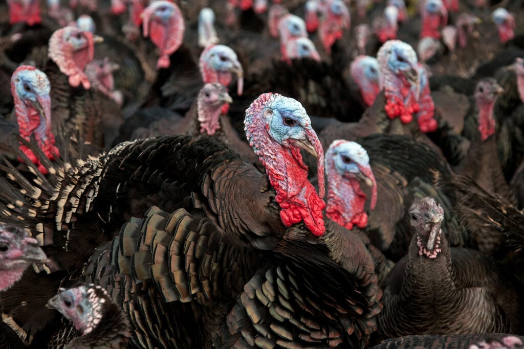 Farmed turkeys have been particularly impacted by bird flu