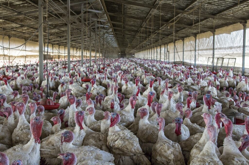 Turkeys in a factory farm