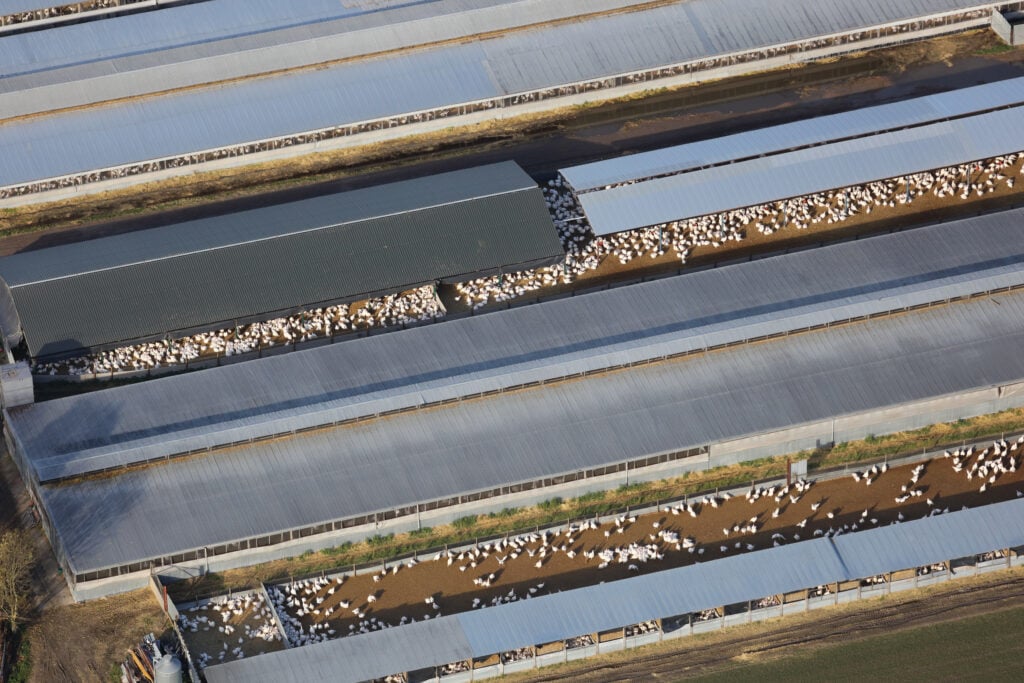 aerial view of turkeys on a uk factory farm