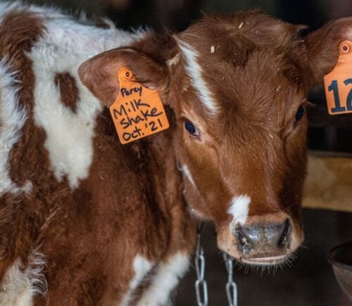 A factory farmed cow with tags in their ears and a chain round their neck