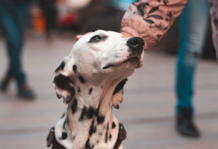 A person's arm patting a dalmatian on the head