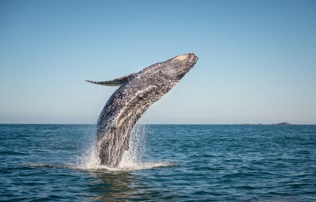A whale jumping out of the ocean