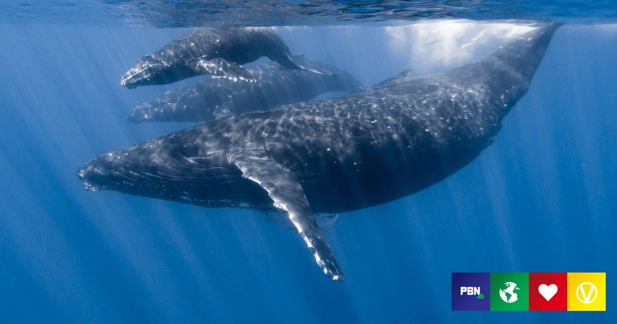 Fears Commercial Whaling Ban Could Be Lifted 40 Years After It Was ...