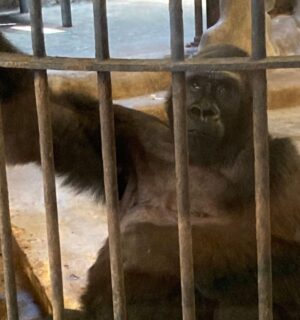 The 'world's loneliest gorilla' Bua Noi in shopping mall Pata Pinklao in Thailand