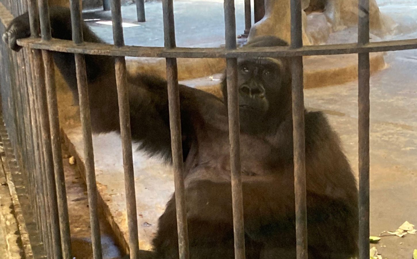 The 'world's loneliest gorilla' Bua Noi in shopping mall Pata Pinklao in Thailand