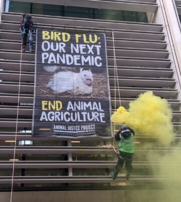 Animal Justice Project activists scale Defra building