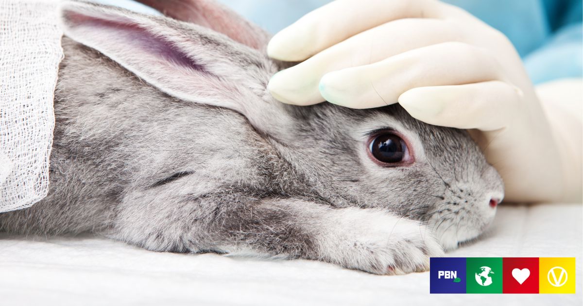 New York Is Now The 10th US State To Ban Cosmetics Tested On Animals