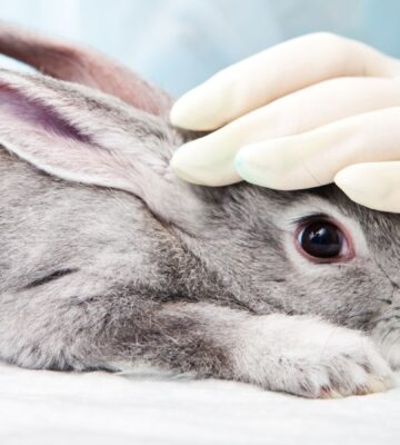 a rabbit being used in animal tests in a lab