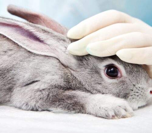 a rabbit being used in animal tests in a lab