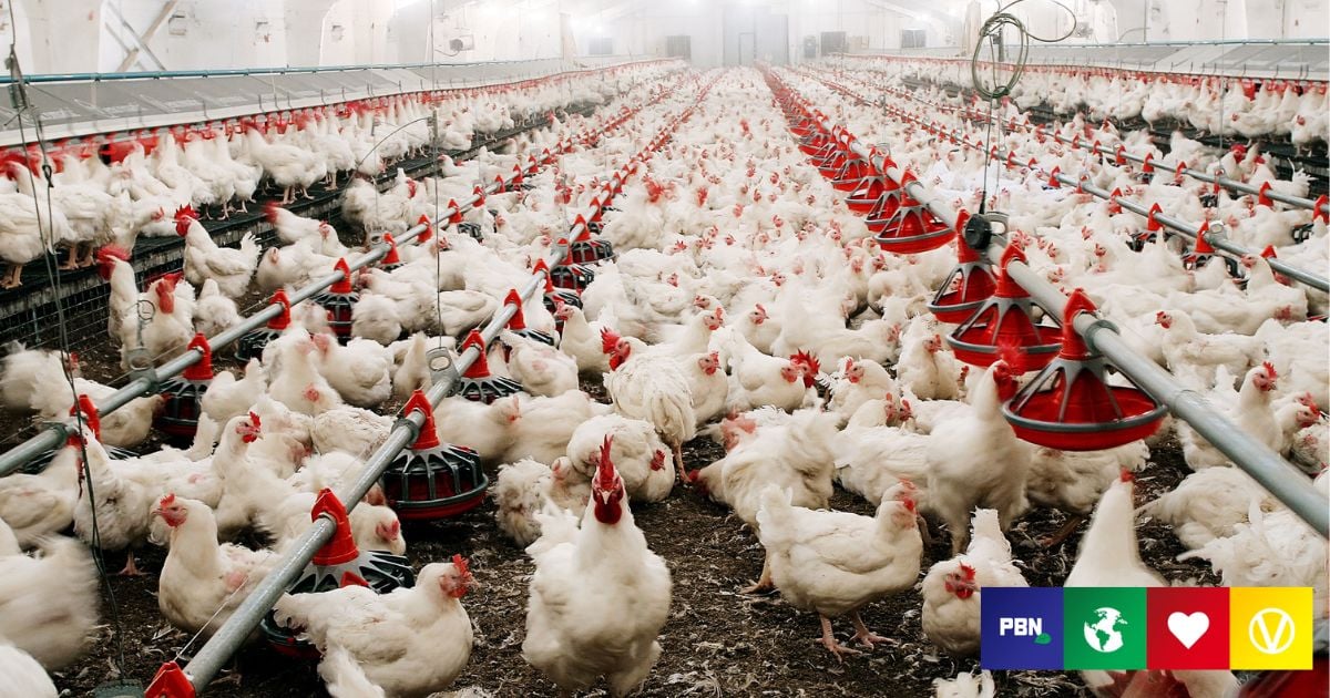Deadliest Avian Flu Outbreak In US History Kills Over 52 Million Birds