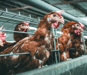 Egg-laying hens in battery cages