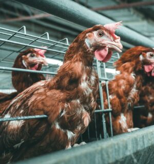 Egg-laying hens in battery cages