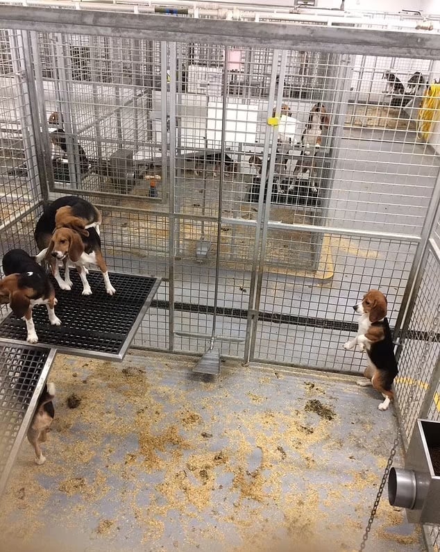 Beagle dogs in metal cages at MBR Acres' breeding site in Cambridgeshire, UK