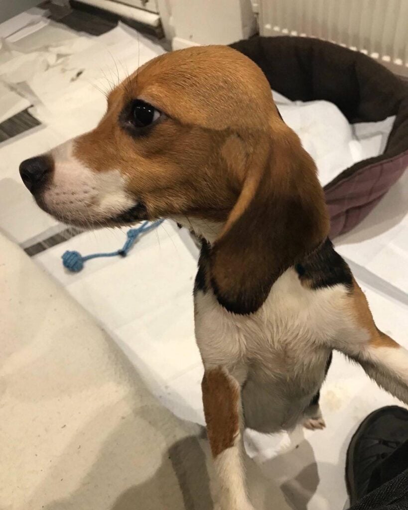 A young beagle dog rescued from an MBR Acres breeding facility