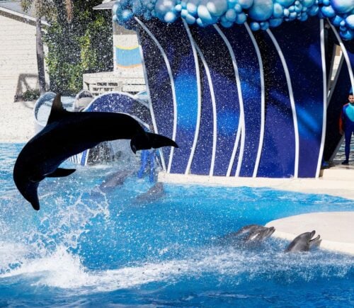 Captive dolphins performing at a SeaWorld marine park
