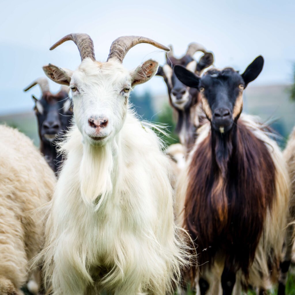Cashmere goats standing outside