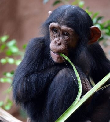 An endangered chimpanzee in a zoo