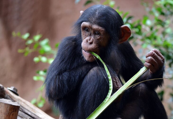 An endangered chimpanzee in a zoo