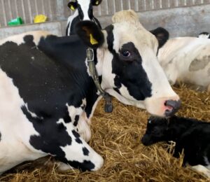 It's thought around a third of dairy cows suffer from lameness