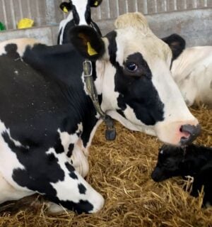 It's thought around a third of dairy cows suffer from lameness