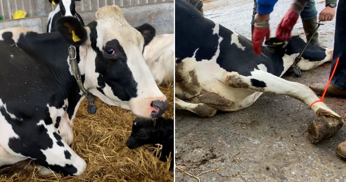 New Exposé Shines Light On Lameness ‘Epidemic’ Among Dairy Cows
