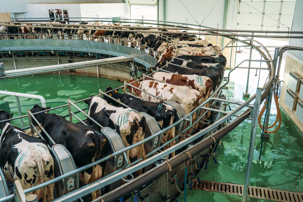 Dairy cows being exploited for milk in a factory farm
