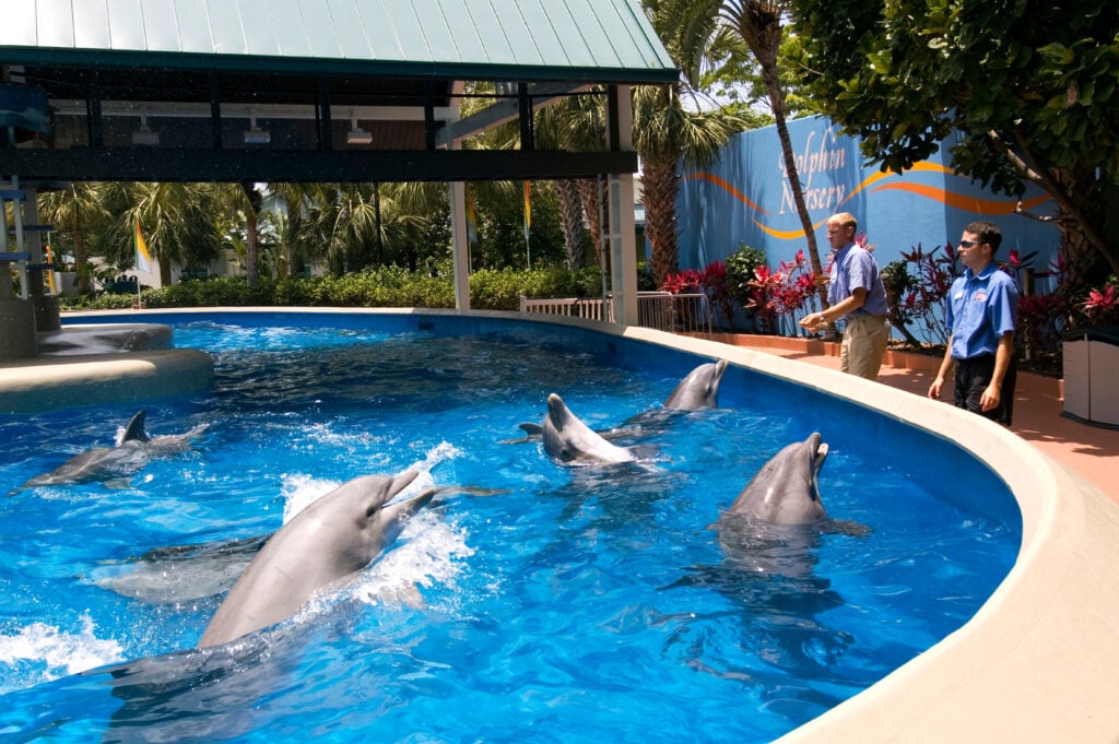 dolphins at sea world