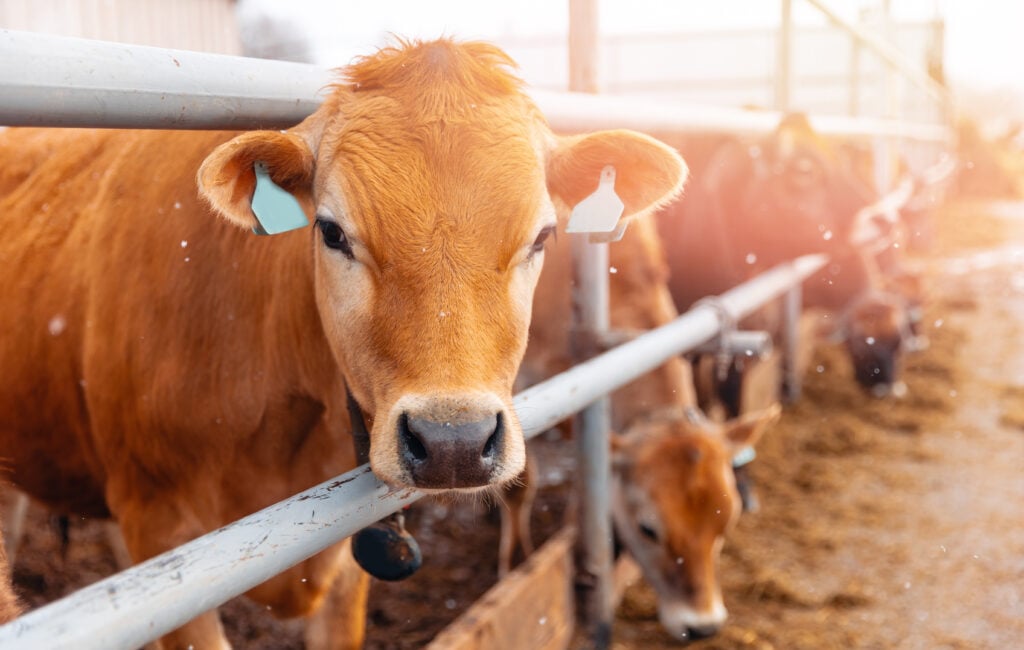 Cows in an industrial farm