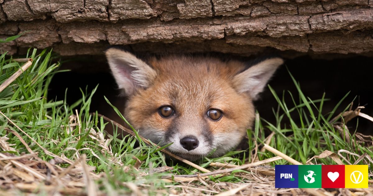 fox-hunting-is-still-terrorizing-wildlife-despite-uk-ban-charity-warns