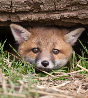 A young fox peeking out from under a log in England