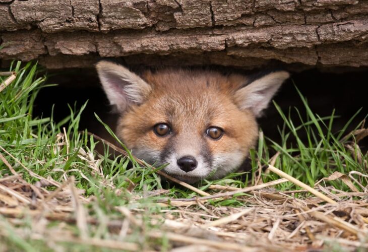 A young fox peeking out from under a log in England