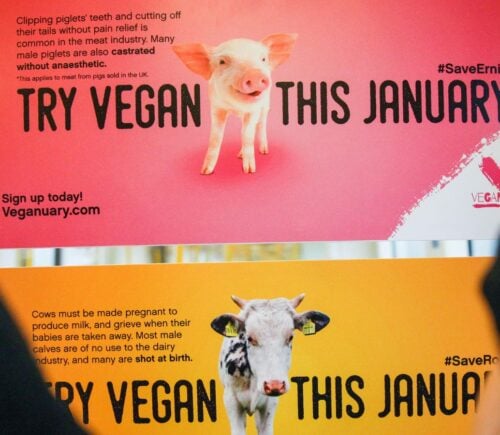 Veganuary adverts depicting a cow and a pig