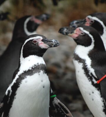 Penguins at Marwell Zoo in Hampshire in the UK