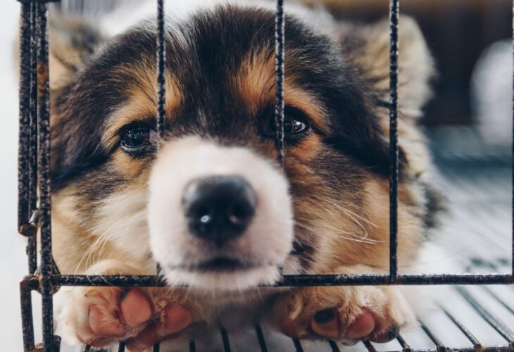 Pet stores often source dogs from "puppy mills"