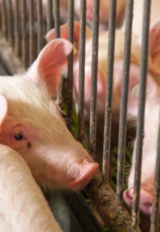 Pigs at a factory farm nearly touching noses through bars of a cage