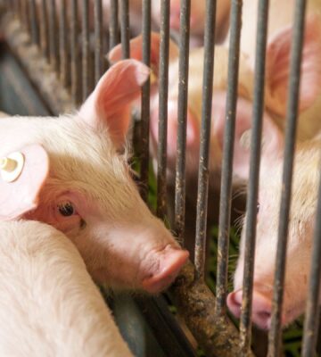 Pigs at a factory farm nearly touching noses through bars of a cage