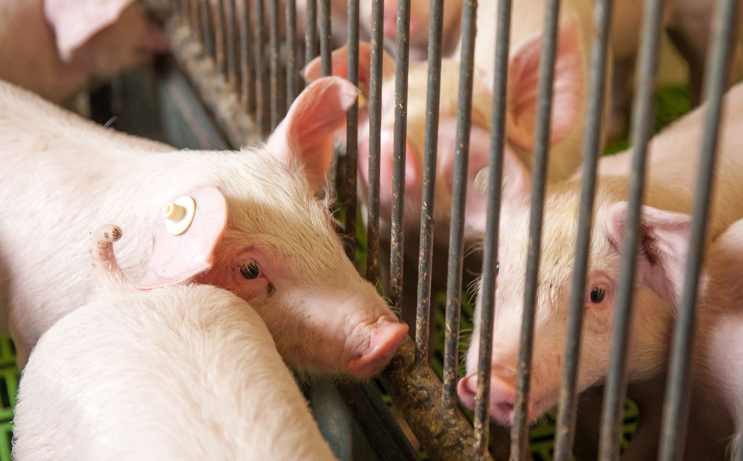 Pigs at a factory farm nearly touching noses through bars of a cage