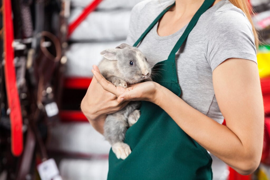 New York bans selling dogs, cats, rabbits in pet stores to combat 'puppy  mill' pipeline - ABC News