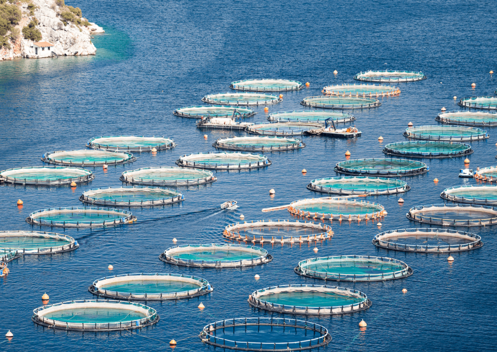 Rows of salmon farming nets in the ocean