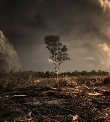 A single tree on deforested land cleared for rearing animals for food