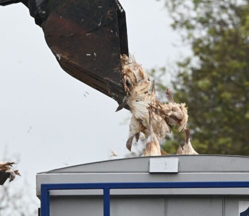A Bernard Matthews turkey farm in Norfolk disposing of culled birds after UK avian flu outbreak