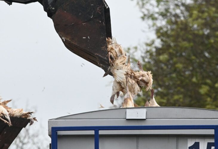 A Bernard Matthews turkey farm in Norfolk disposing of culled birds after UK avian flu outbreak