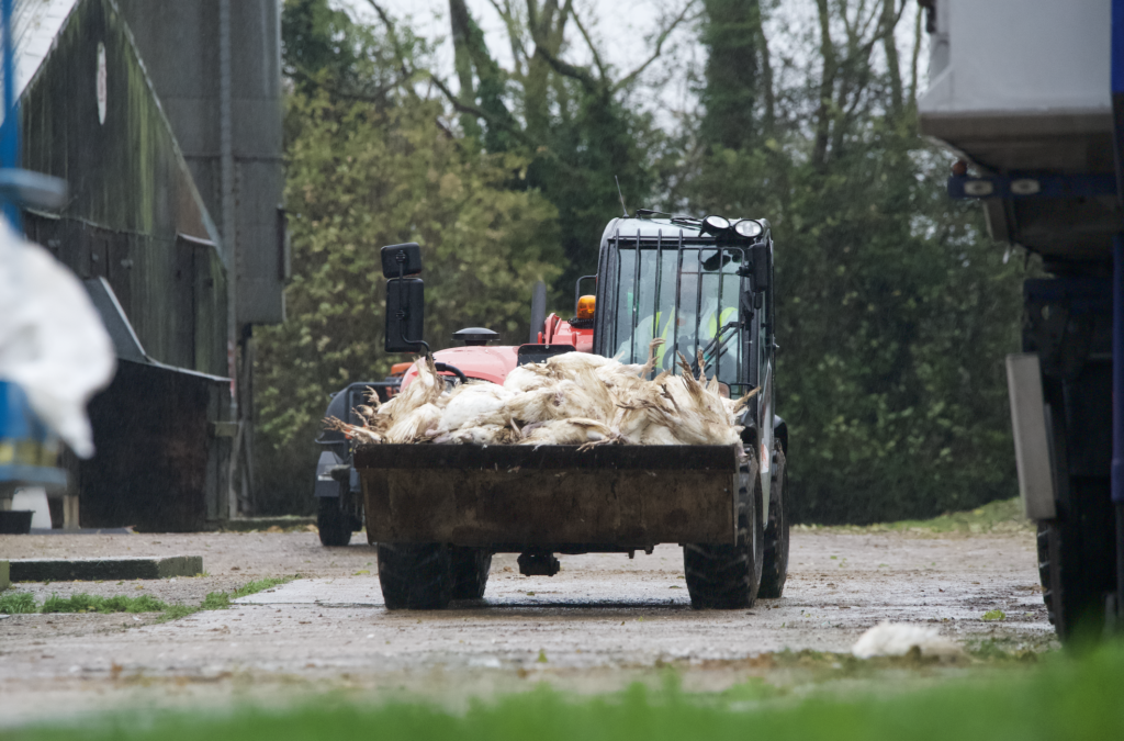 A vehicle carries dead "culled" birds at a Bernard Matthews turkey farm in Norfolk amid UK's avian flu outbreak