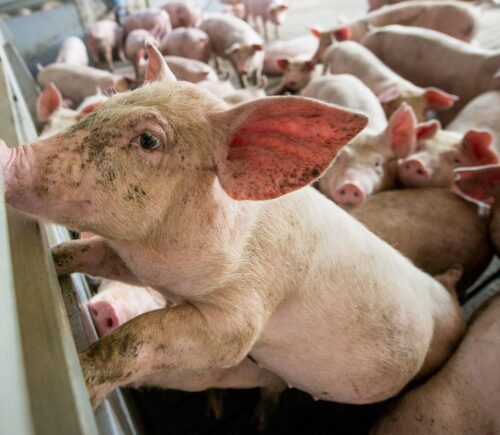 Pigs cramped together in a factory farm